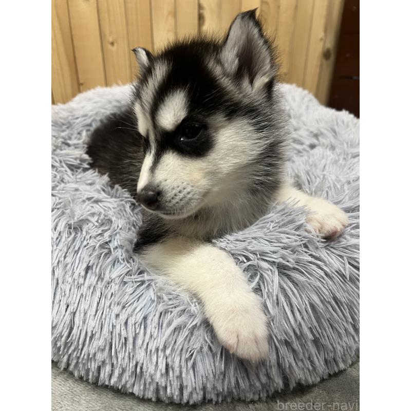 販売中の静岡県のシベリアンハスキー-428161の3枚目