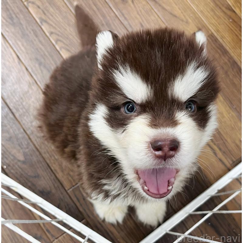 販売中の東京都のアラスカンマラミュート-426569