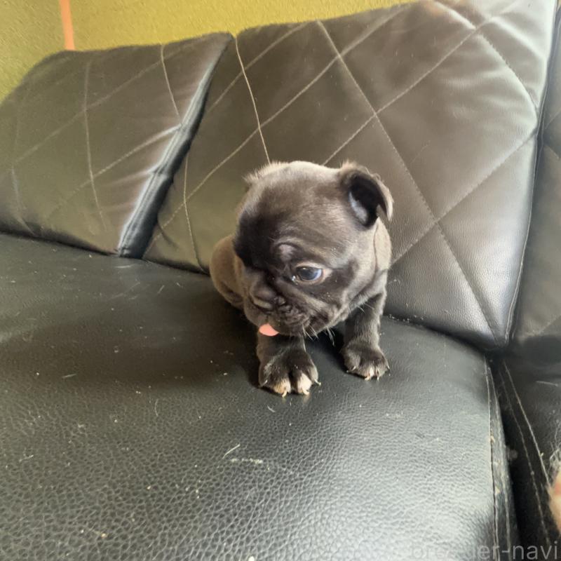 販売中の愛知県のフレンチブルドッグ-428170の2枚目