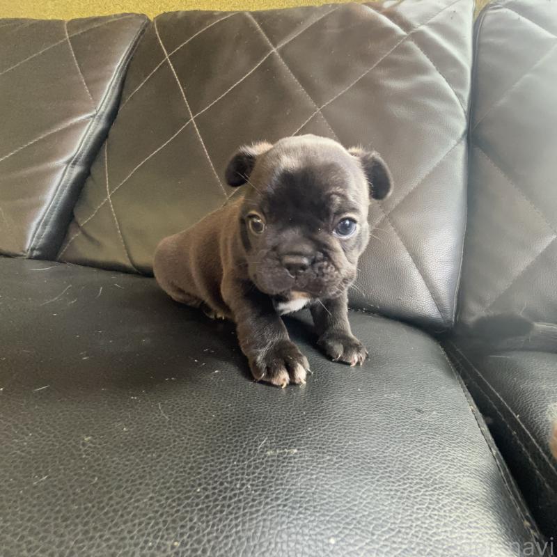 販売中の愛知県のフレンチブルドッグ-428170