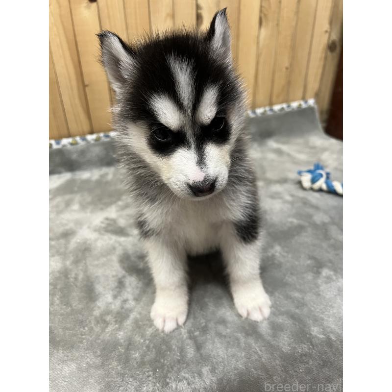 販売中の静岡県のシベリアンハスキー-428161の2枚目