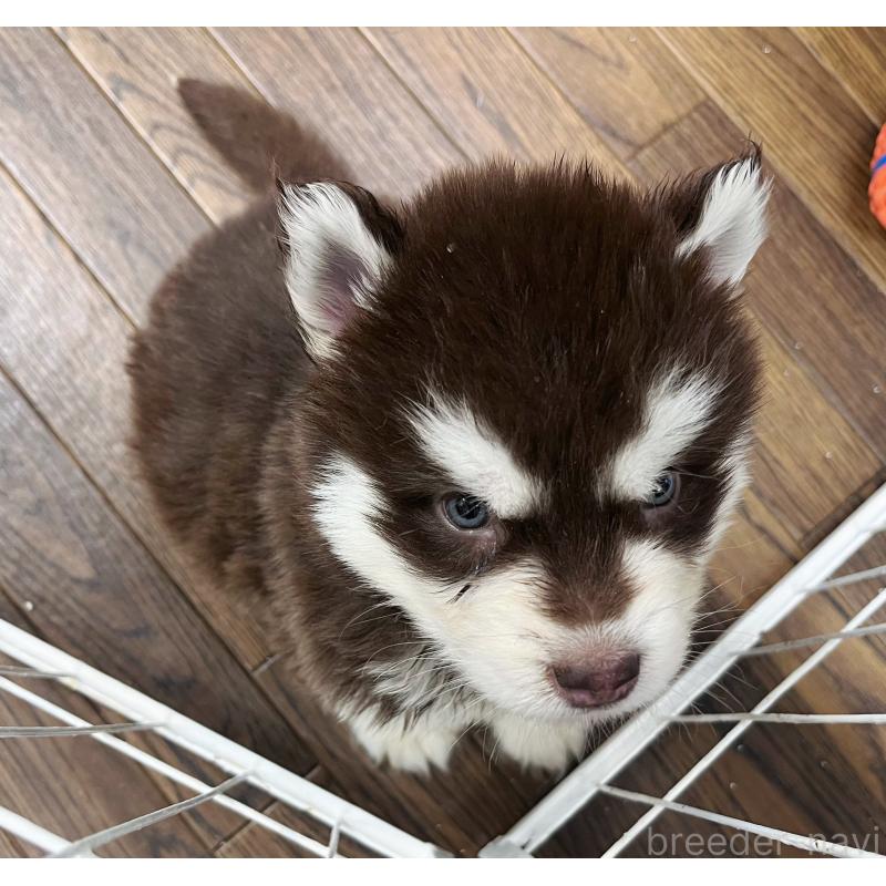 販売中の東京都のアラスカンマラミュート-426569の6枚目