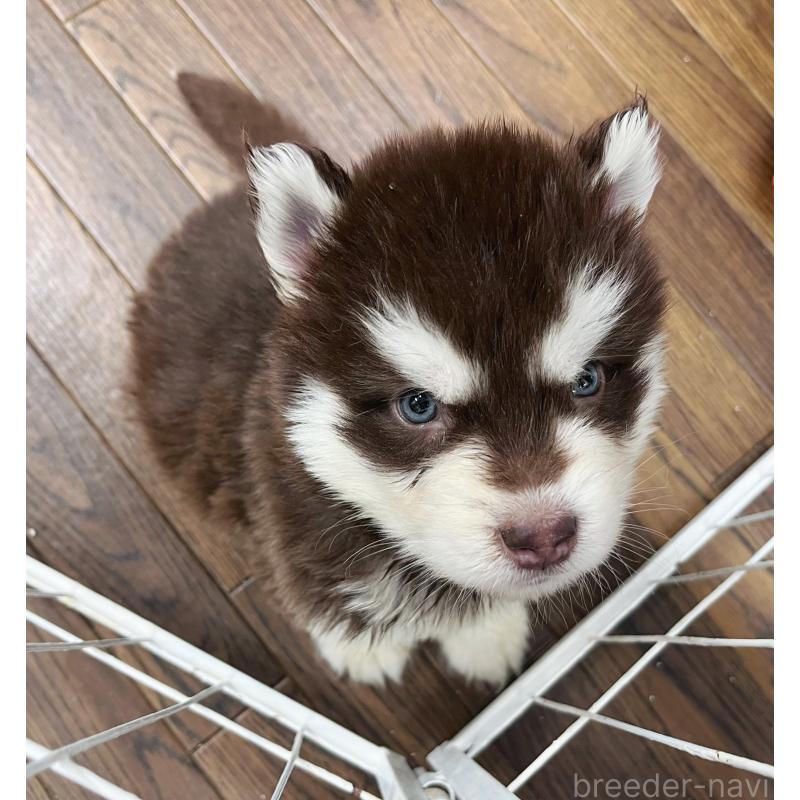 販売中の東京都のアラスカンマラミュート-426569の5枚目