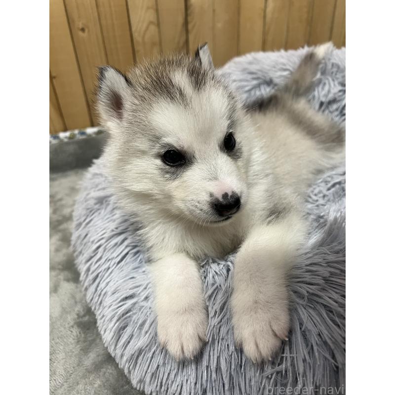 販売中の静岡県のシベリアンハスキー-428171の6枚目