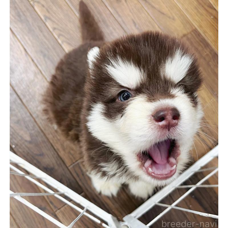 販売中の東京都のアラスカンマラミュート-426569の4枚目