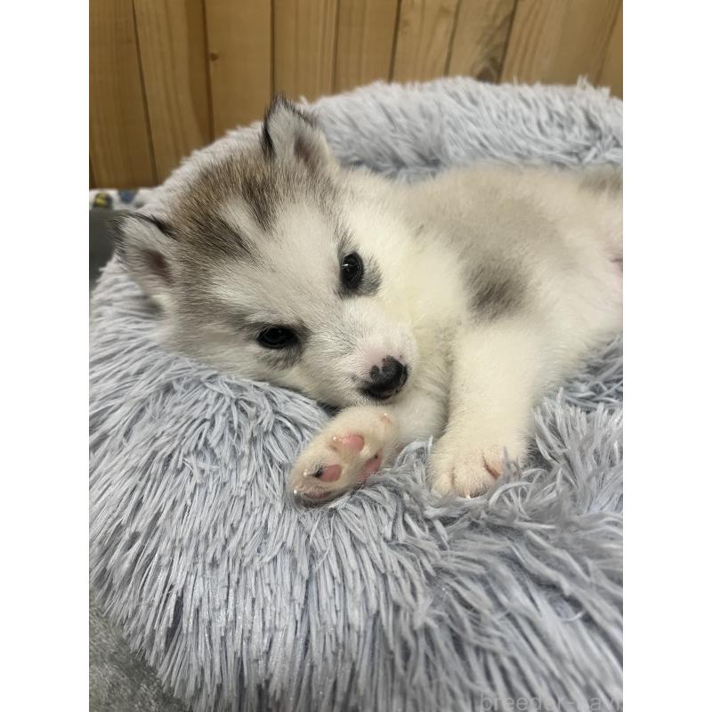 販売中の静岡県のシベリアンハスキー-428171の5枚目