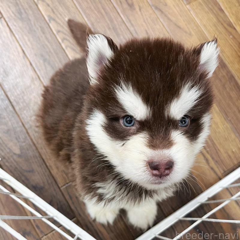 販売中の東京都のアラスカンマラミュート-426569の3枚目