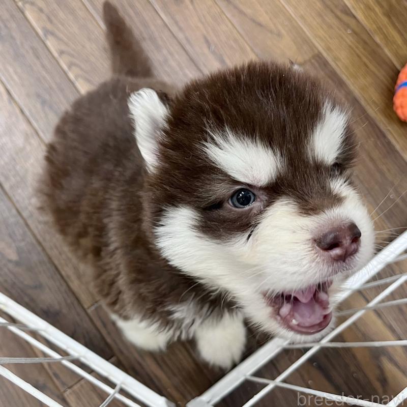 販売中の東京都のアラスカンマラミュート-426569の2枚目