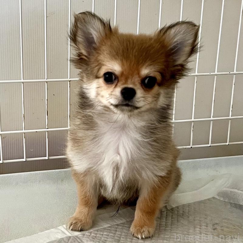 販売中の岐阜県のチワワ(ロングコート)-428173