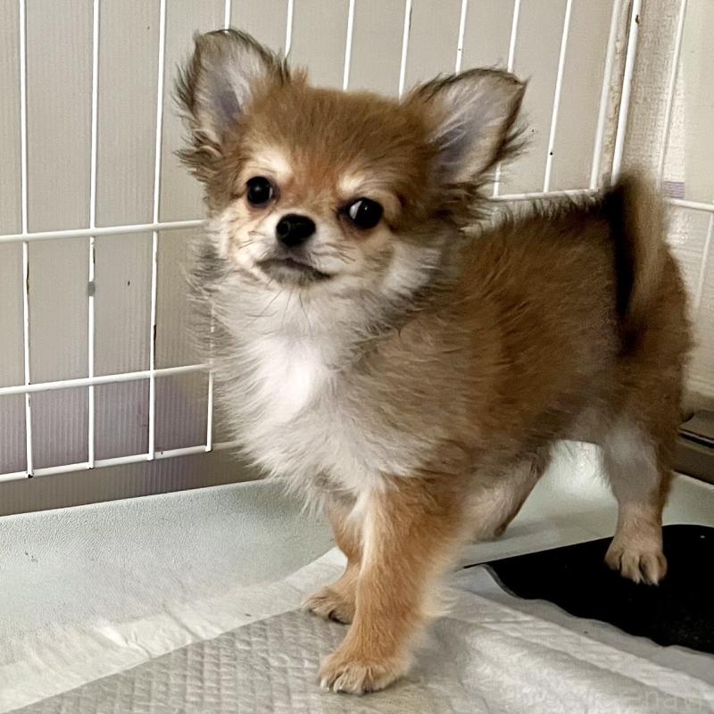 販売中の岐阜県のチワワ(ロングコート)-428173の2枚目