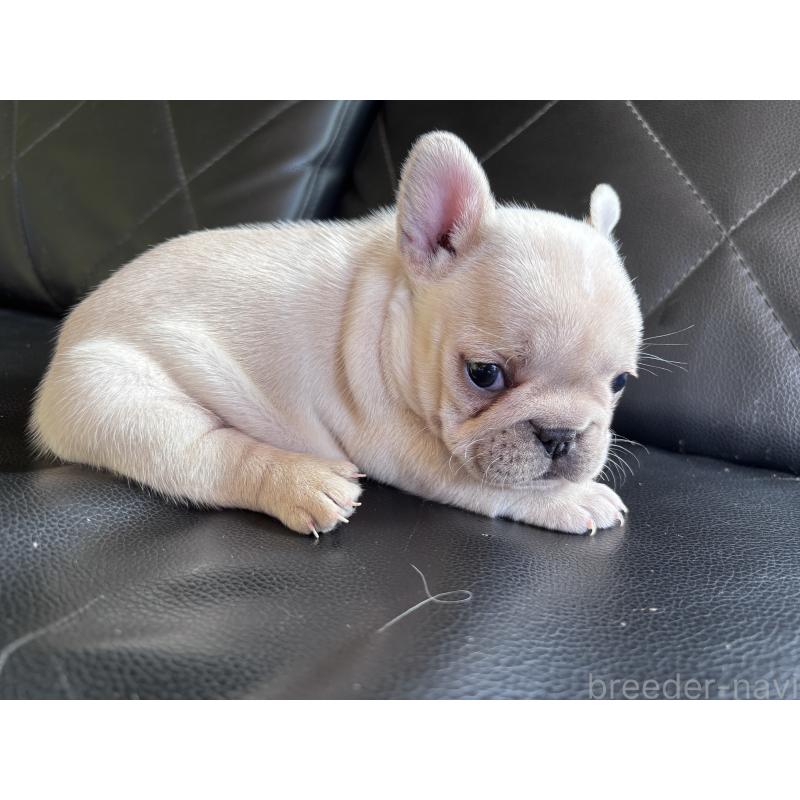 販売中の愛知県のフレンチブルドッグ-428172の10枚目