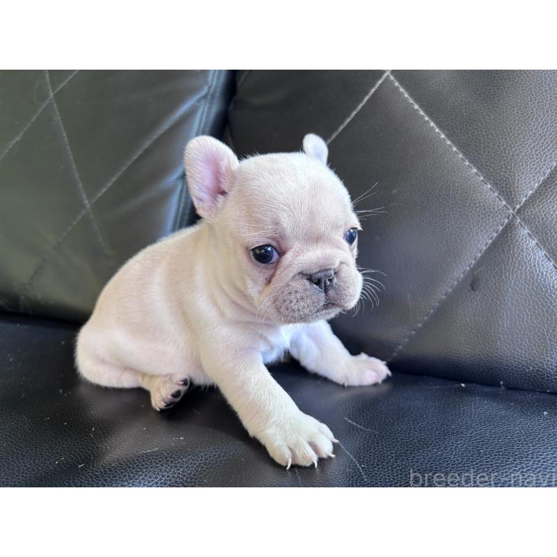 販売中の愛知県のフレンチブルドッグ-428172の9枚目