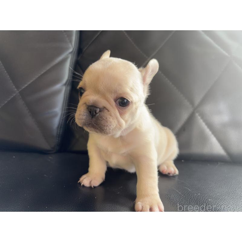 販売中の愛知県のフレンチブルドッグ-428172の8枚目