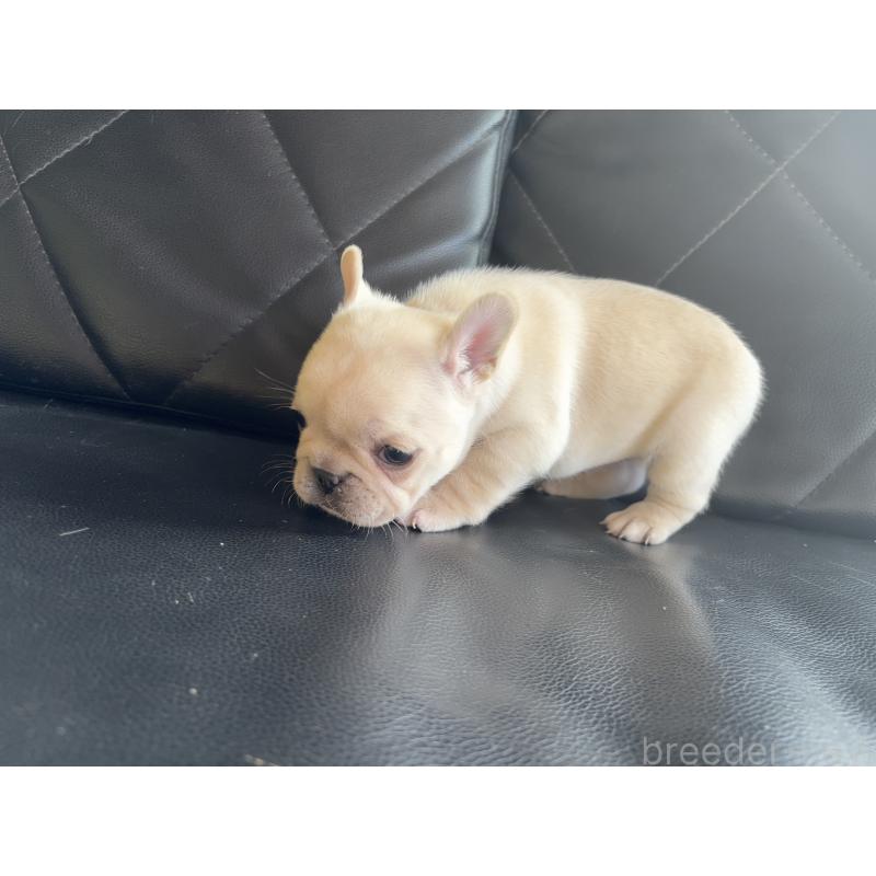 販売中の愛知県のフレンチブルドッグ-428172の7枚目