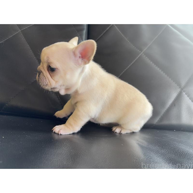 販売中の愛知県のフレンチブルドッグ-428172の6枚目