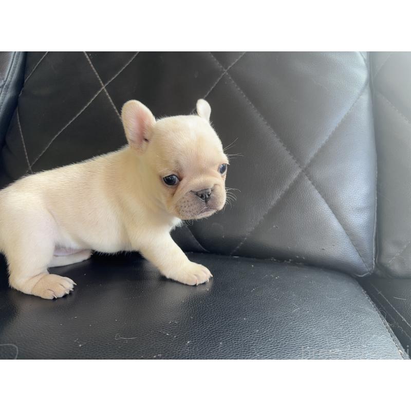 販売中の愛知県のフレンチブルドッグ-428172の5枚目