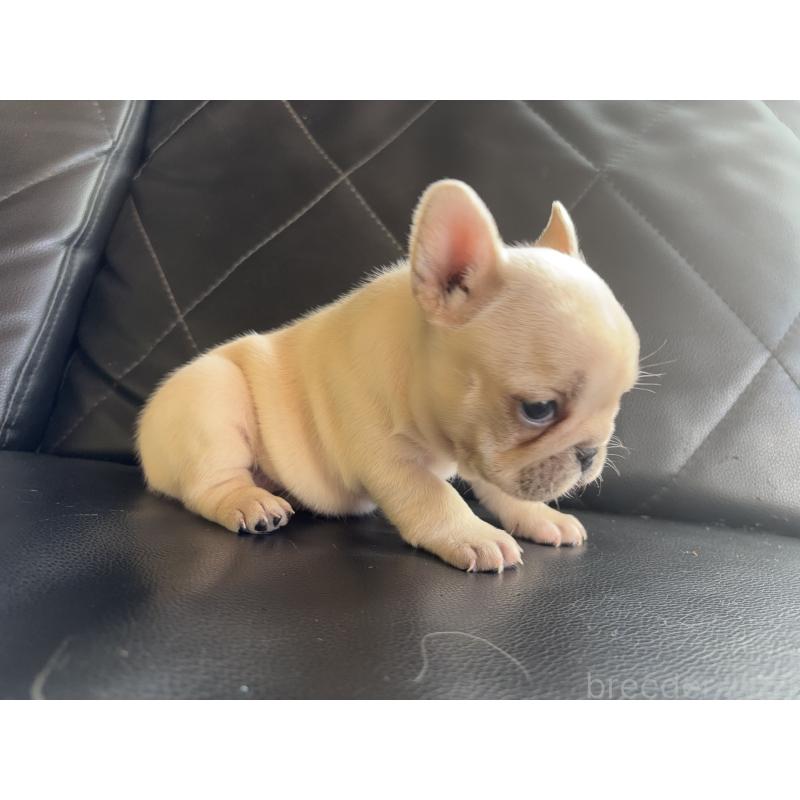 販売中の愛知県のフレンチブルドッグ-428172の4枚目
