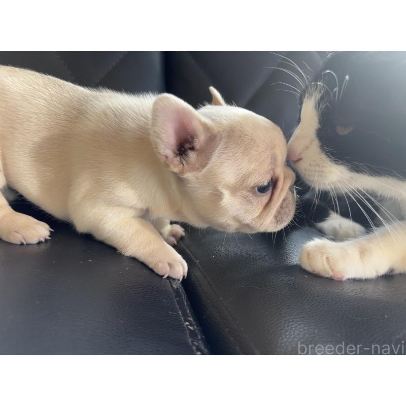 販売中の愛知県のフレンチブルドッグ-428172の3枚目