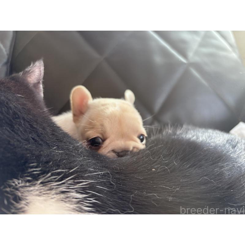 販売中の愛知県のフレンチブルドッグ-428172の2枚目