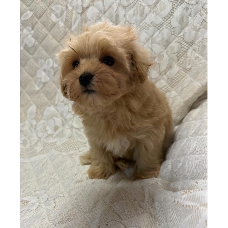 販売中の茨城県のマルプー:マルチーズ×トイプードル-428174の4枚目