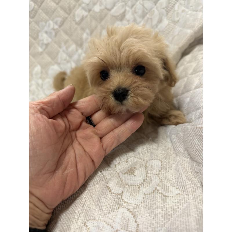 販売中の茨城県のマルプー:マルチーズ×トイプードル-428174の3枚目