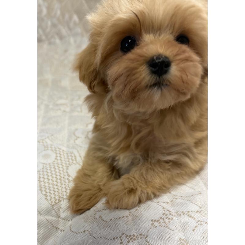 販売中の茨城県のマルプー:マルチーズ×トイプードル-428174の2枚目