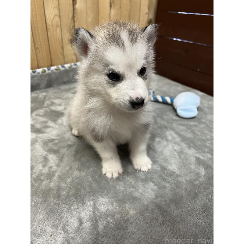 販売中の静岡県のシベリアンハスキー-428171の4枚目