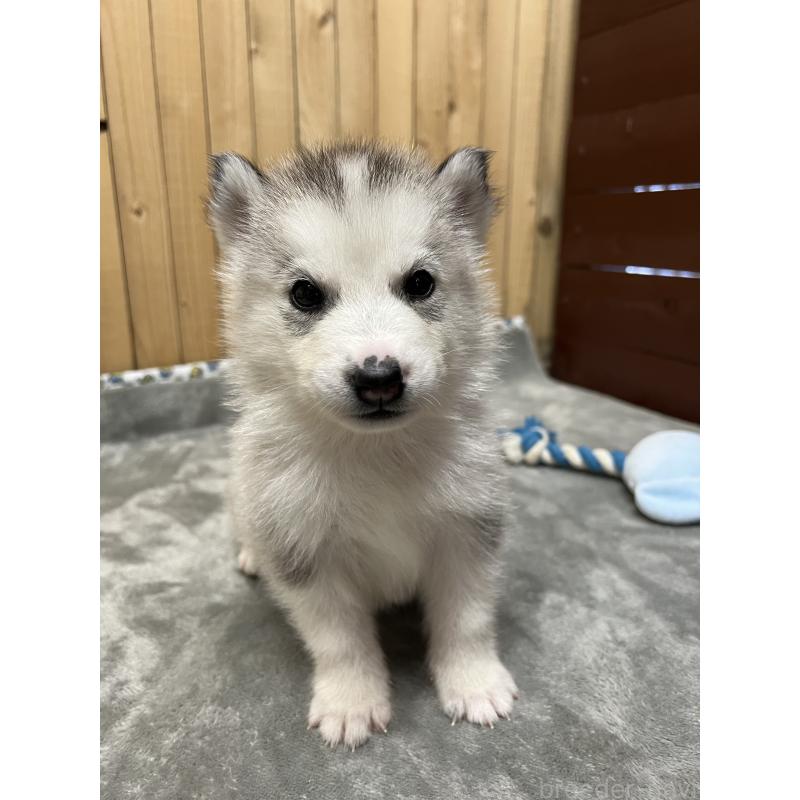 販売中の静岡県のシベリアンハスキー-428171の3枚目