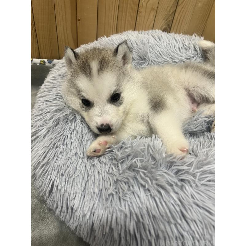 販売中の静岡県のシベリアンハスキー-428171の2枚目