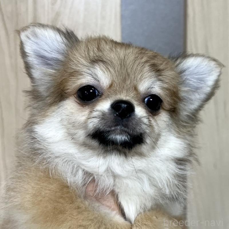 販売中の岐阜県のチワワ(ロングコート)-428175