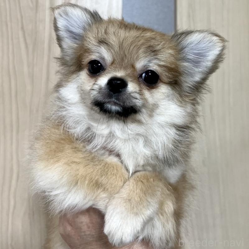 販売中の岐阜県のチワワ(ロングコート)-428175の4枚目