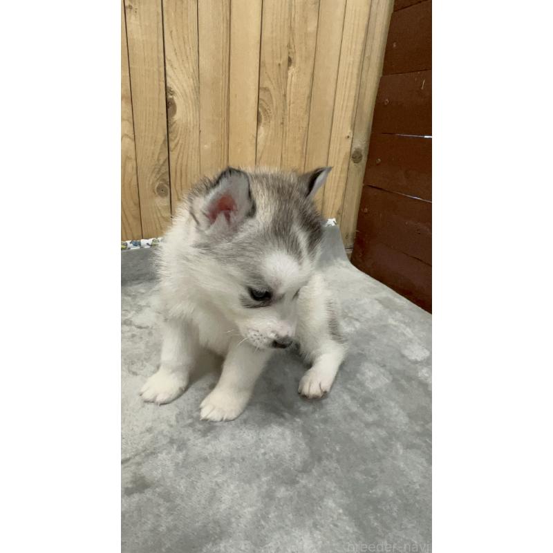 販売中の静岡県のシベリアンハスキー-428169の4枚目