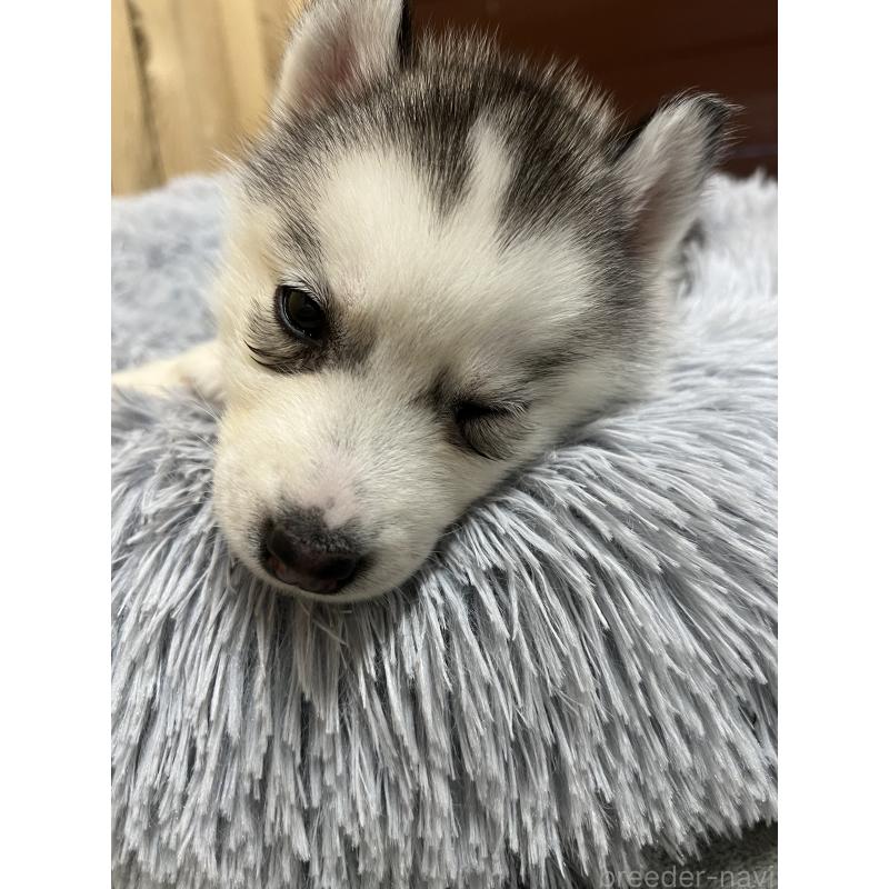 販売中の静岡県のシベリアンハスキー-428169の3枚目