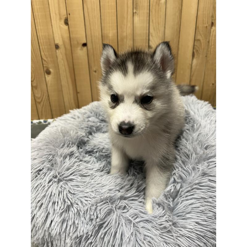 販売中の静岡県のシベリアンハスキー-428169の2枚目