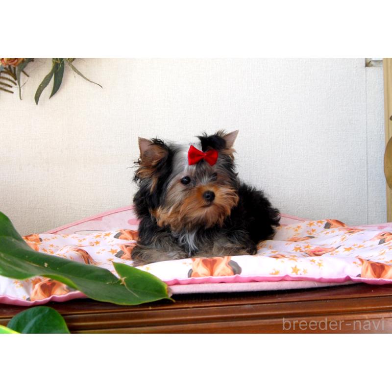 成約済の兵庫県のヨークシャーテリア-427784の4枚目