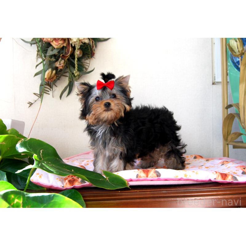 成約済の兵庫県のヨークシャーテリア-427784の3枚目
