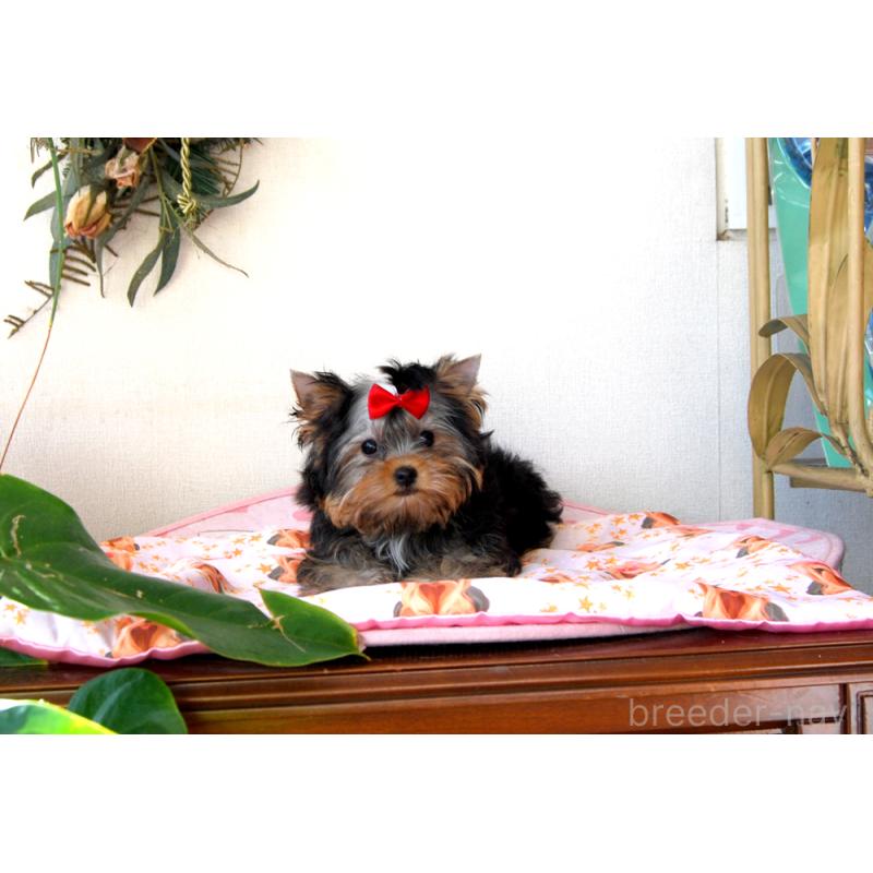 成約済の兵庫県のヨークシャーテリア-427784の2枚目