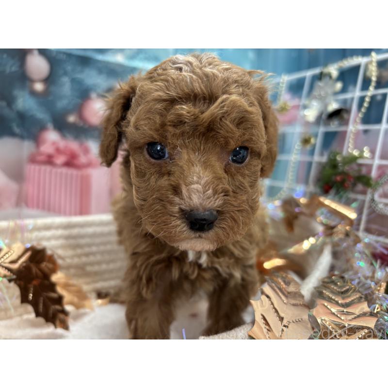 販売中の栃木県のトイプードル-424872