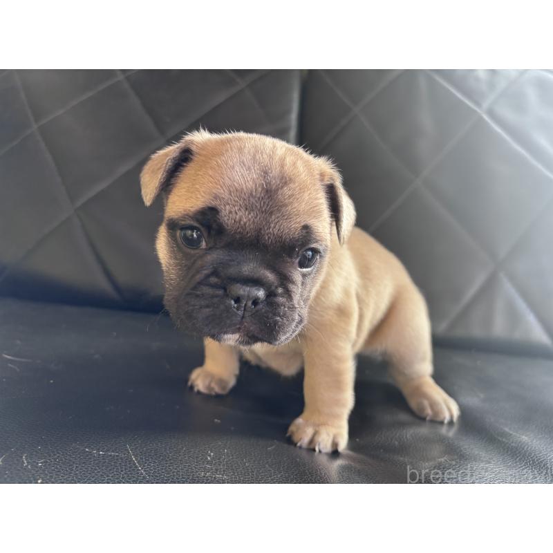 販売中の愛知県のフレンチブルドッグ-428178の6枚目
