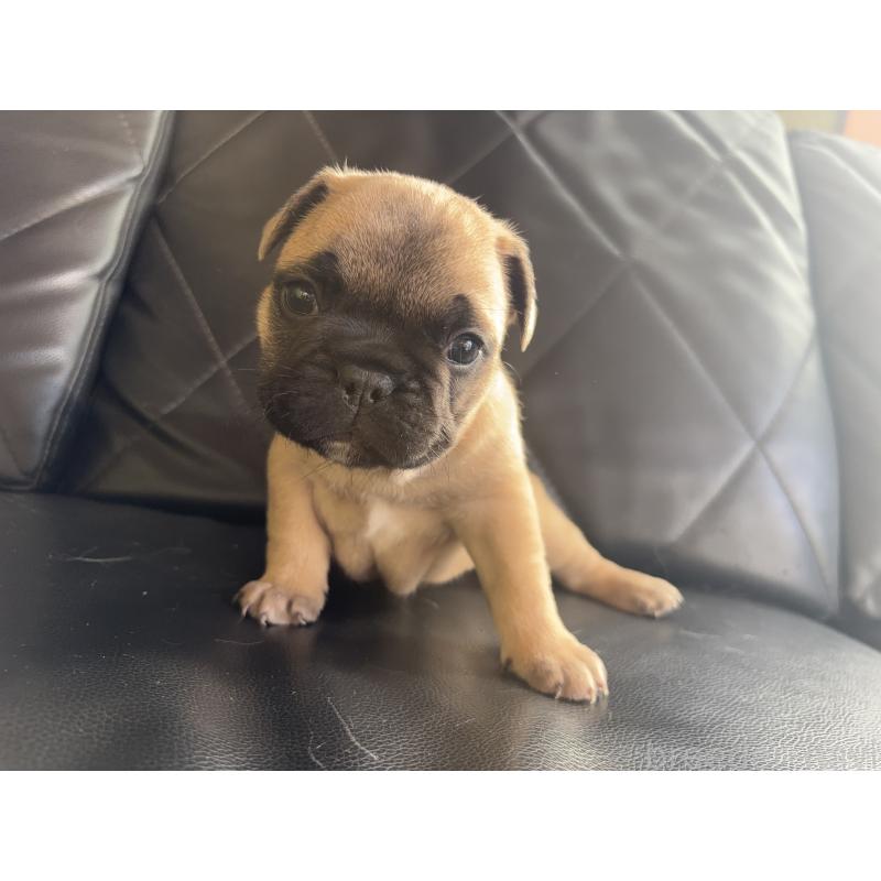 販売中の愛知県のフレンチブルドッグ-428178の4枚目