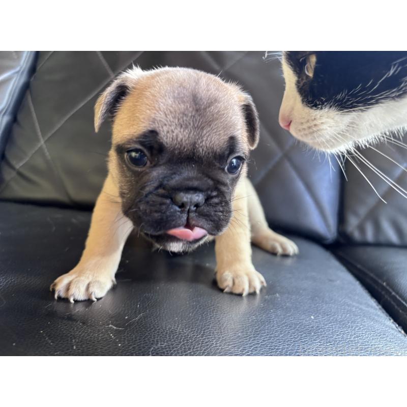 販売中の愛知県のフレンチブルドッグ-428178の2枚目