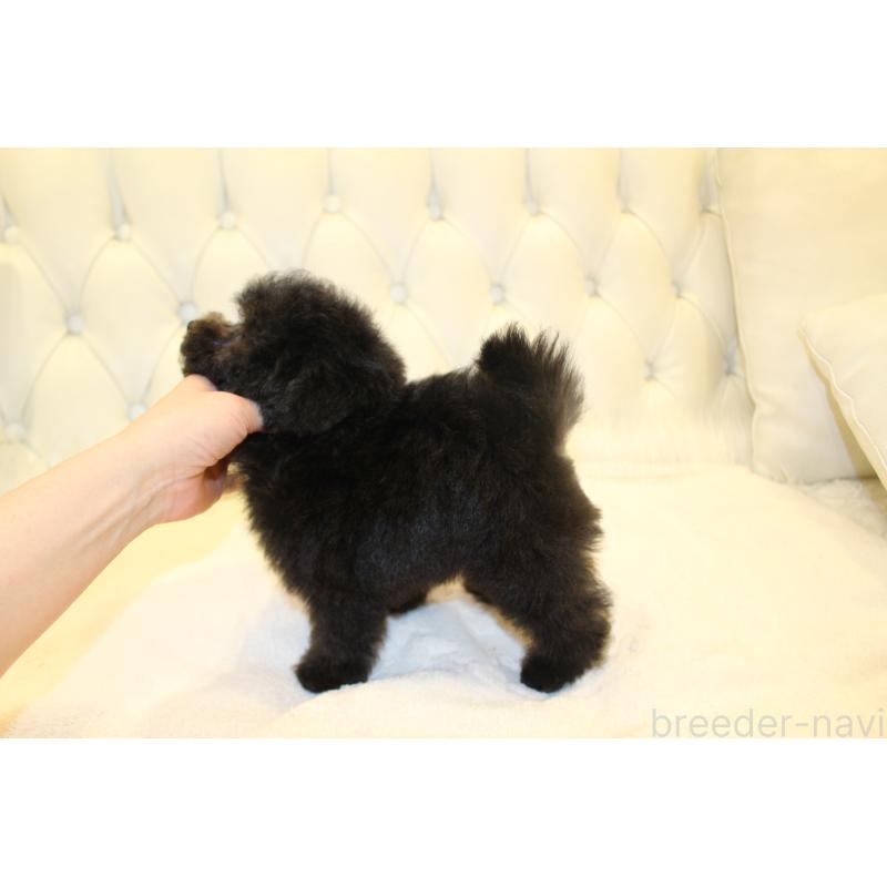 販売中の東京都のティーカッププードル-428180の3枚目