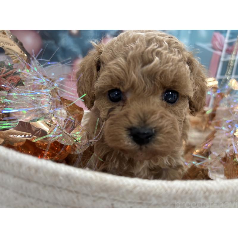 販売中の栃木県のトイプードル-424876