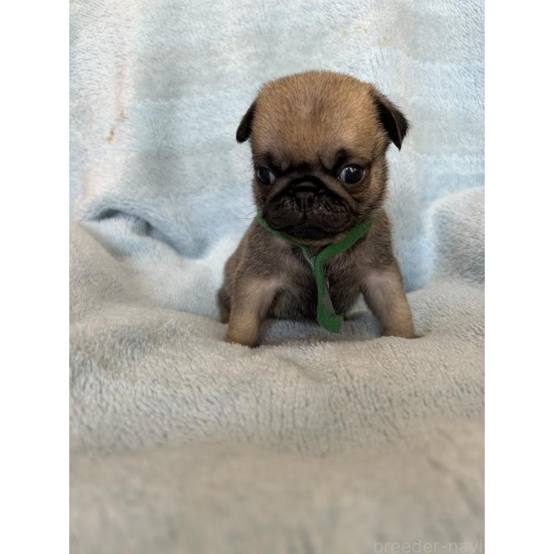 販売中の愛知県のパグ-428179