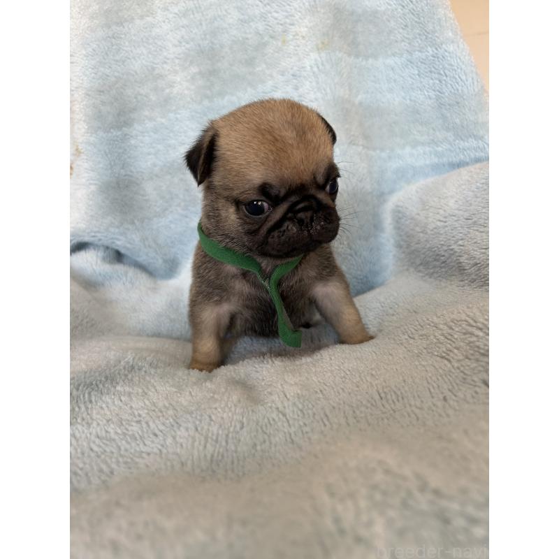 販売中の愛知県のパグ-428179の6枚目