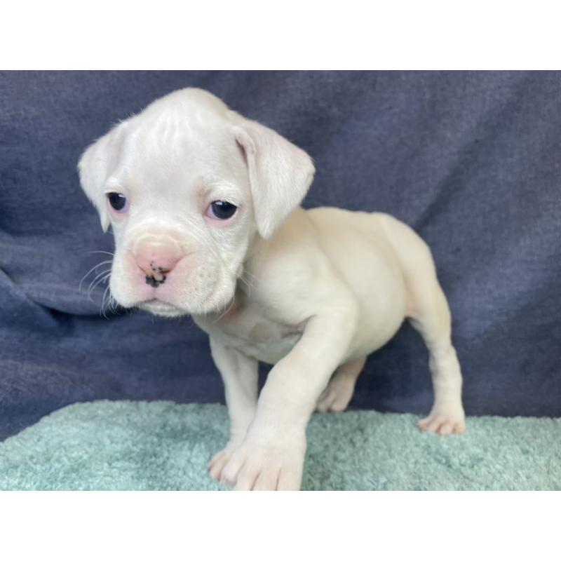 販売中の千葉県のボクサー-424121の14枚目