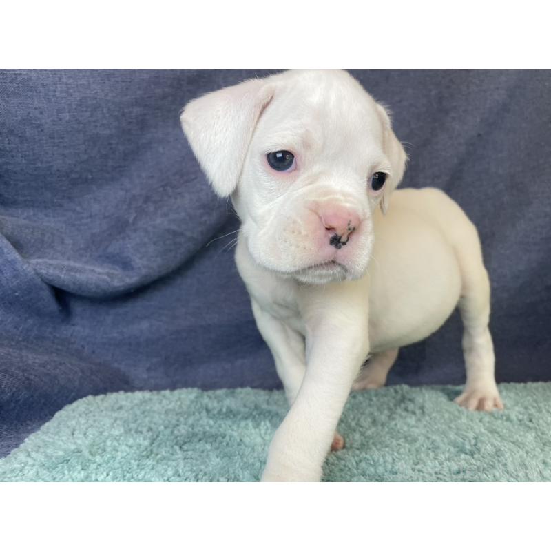 販売中の千葉県のボクサー-424121の13枚目