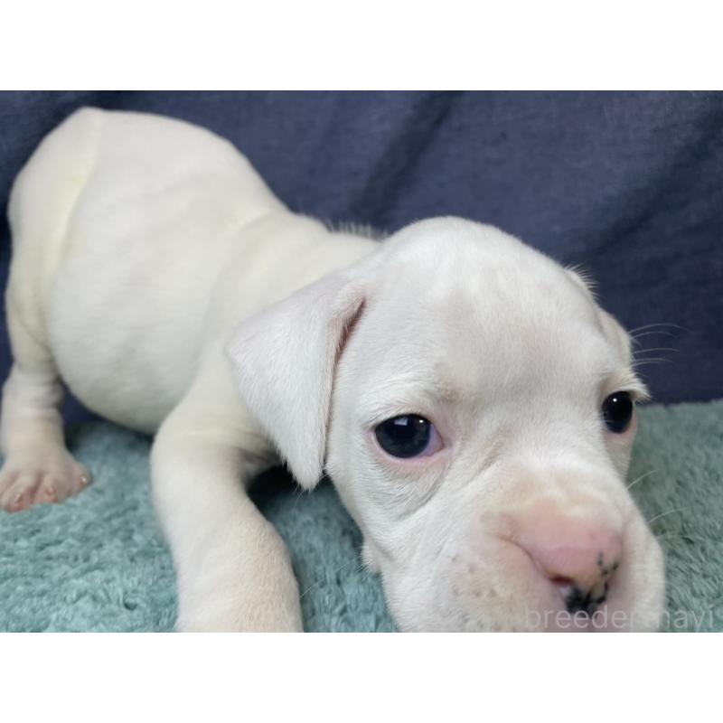 販売中の千葉県のボクサー-424121の12枚目