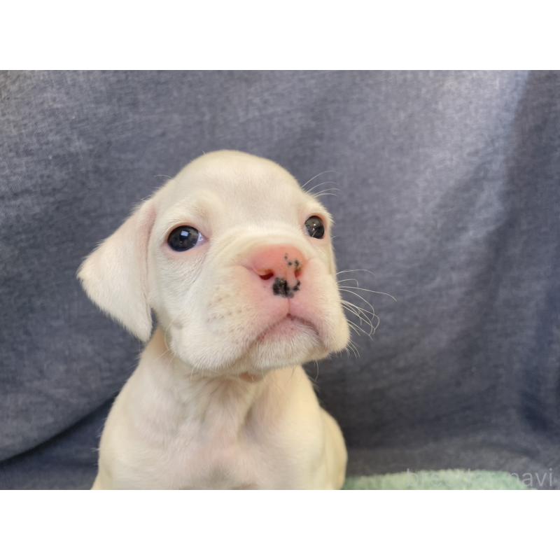 販売中の千葉県のボクサー-424121の11枚目