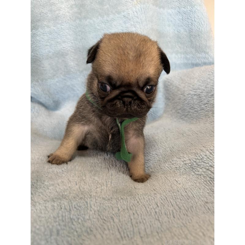 販売中の愛知県のパグ-428179の5枚目